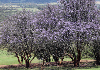 A plant of the genus Jacaranda (Jacaránda)