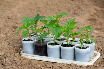 Seedlings of pepper in the pots ready to be planted in the ground. the beginning of the gardening season. Russia.
