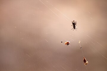 spider on the ground