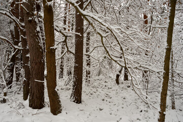 dęby i gałęzie pokryte śniegiem 