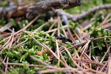 ants on a grass