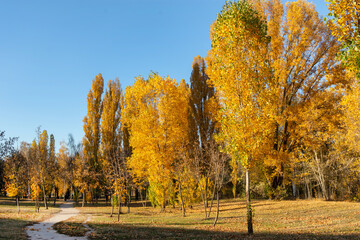 golden autumn park. path in the park. yellow foliage. autumn landscape