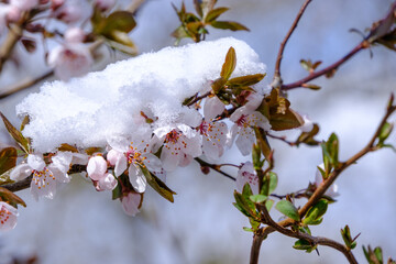 Schnee bedeckt Blüten an einem Baum / Obstbaum im Frühling