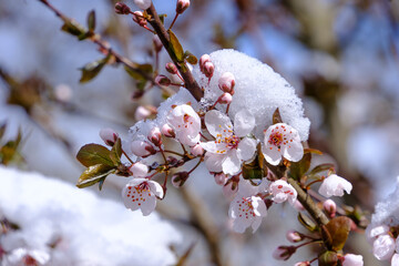 Schnee bedeckt Blüten an einem Baum / Obstbaum im Frühling