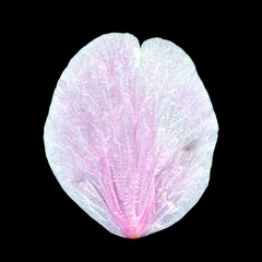 さくらの花びら。黒バック。