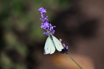 white butterfly on flower