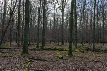 moosbewachsene Baumstämme in einem ruhigen Waldgebiet, im Herbst