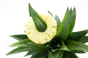 round pineapple slice isolate on white. pineapple slice design with leaves.