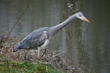 Grey Heron