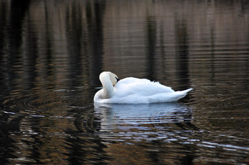 Naklejka premium Elegant Swan Looking Away