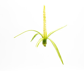 without skin okra close-up isolate on white background