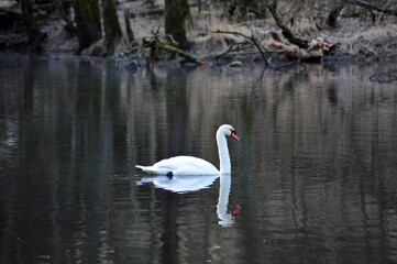 Single Swan in Lake