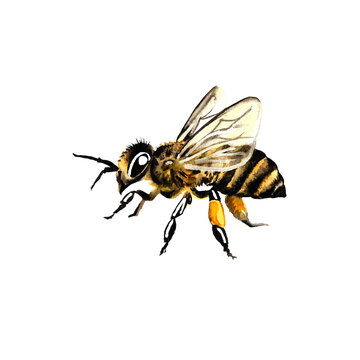 honey bee one. Watercolor illustration. Isolate on a white background. For design solutions. Packaging, stickers, prints