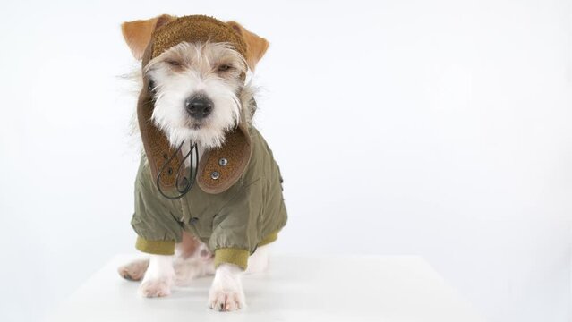 Jack Russell Terrier is sitting on a table dressed as a pilot and tanker. Military concept. White background