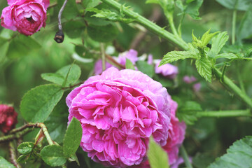 Różowa Różyczka Kwiat Ogród 2 - obrazy, fototapety, plakaty