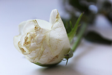 Biała Róża Kwiat Więdnie Usycha  - obrazy, fototapety, plakaty