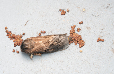 moth laying eggs