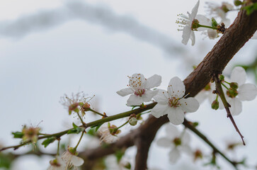 white flowers on tree branches
