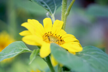 Słonecznik Kwiat Liść Płatki Żółty - obrazy, fototapety, plakaty
