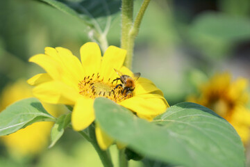 Słonecznik Kwiat Liść Pszczoła Płatki 2 - obrazy, fototapety, plakaty