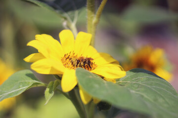 Słonecznik Kwiat Liść Pszczoła Płatki - obrazy, fototapety, plakaty