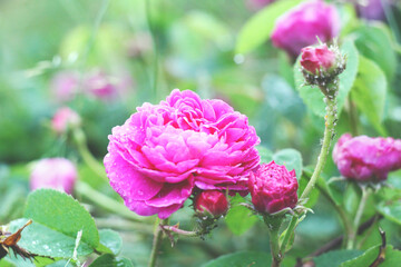 Różowa Różyczka Kwiat Ogród - obrazy, fototapety, plakaty