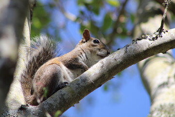 Squirrel Hanging Out On A Tree Branch. 