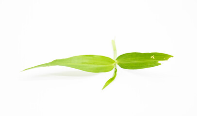 small leaves, green leaf isolate on white background