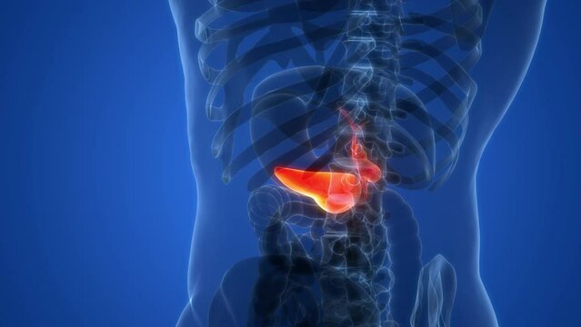 Human Internal Organs Pancreas with Gallbladder Anatomy Animation Concept