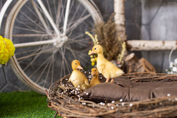 Yellow ducklings in a wooden basket