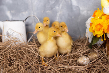 Duckling in festive decor