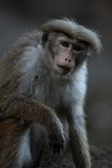 Close-up portrait of a brown macaque with a sad facial expression and her eyes staring at camera.