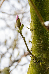 Magnolia pąki