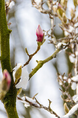 Magnolia pąki