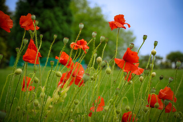 Obraz premium poppies