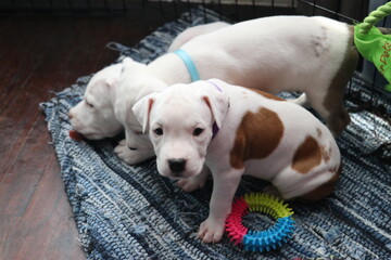 Pitbull Pups