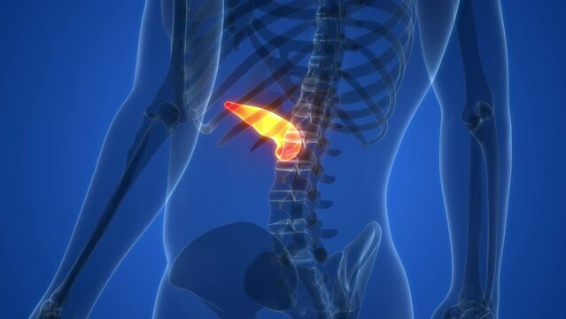 Human Internal Organ Pancreas Anatomy Animation Concept
