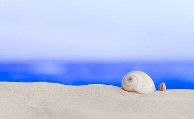 Concha en arena con mar desenfocado 