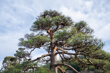松の木と青空