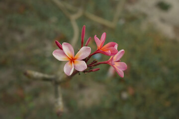 Fototapeta premium Beautiful pink flowers grow in the garden. blooms in the morning.