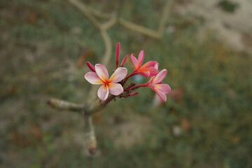 Beautiful pink flowers grow in the garden. blooms in the morning.