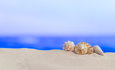 Fototapeta na wymiar Tres caracoles en la arena y fondo de mar desenfocado