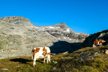 Fototapeta na wymiar Cattle grazing on Moelltaler glacier in the High Tauern Alps in Carinthia, Austria, Europe. High altitude farming in Hohe Tauern National Park. Alpine meadow with view on Hoher Sonnblick. Fresh air