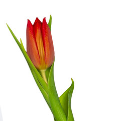 single red tulip with leaves on white background copy space, greeting card, postcard, banner, cover, mockup, for your design vertical