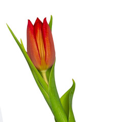 Naklejka premium single red tulip with leaves on white background copy space, greeting card, postcard, banner, cover, mockup, for your design vertical