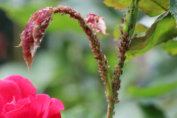 A lot of aphids sit on the stem of the rose and suck the juices out. Diseases and problems of...