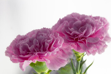 pink carnation flowers on white background copy space, greeting card, postcard, banner, cover, mockup, for your design horizontal