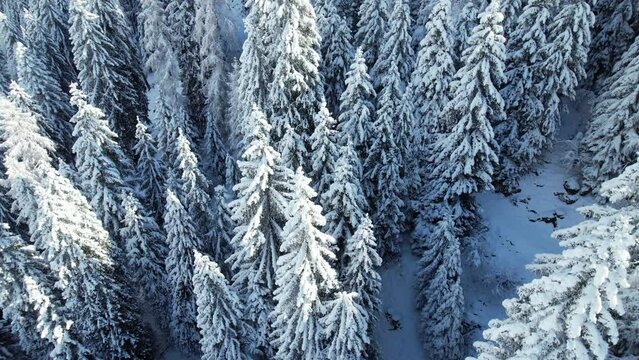 alberi inverno neve 