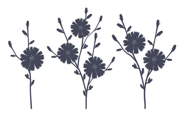 Vector set of three silhouettes of chicory sprigs with flowers isolated on white background. - obrazy, fototapety, plakaty