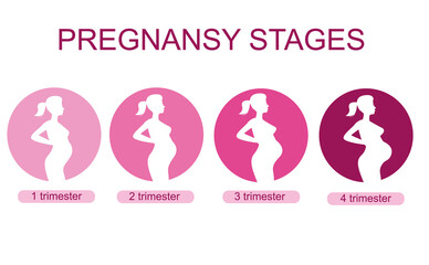 Pregnant female silhouettes. Changes in a woman's body in pregnancy. A pregnant woman in the 1st, 2nd, 3rd trimesters. Pregnancy main stages. Infographics. Flat cartoon illustration isolated.